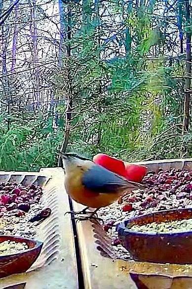 livebirdspoland_0926cd8e26aa74de6a40503a06aa8820.jpg