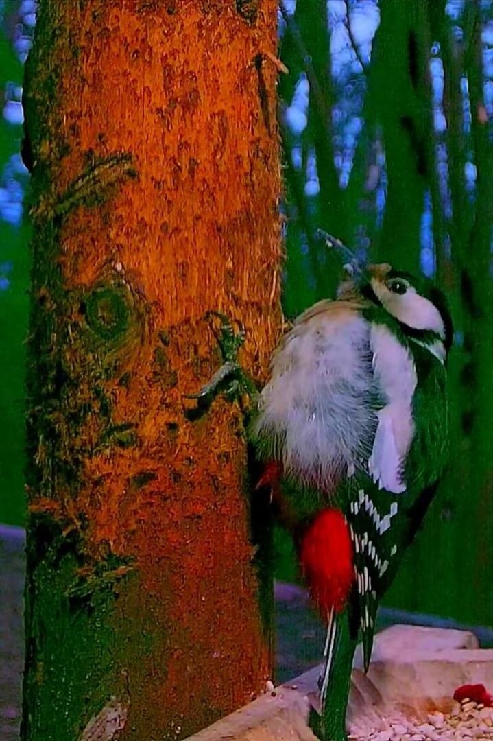 livebirdspoland_908ad54ee61c9254b1b154b2c1840d64.jpg