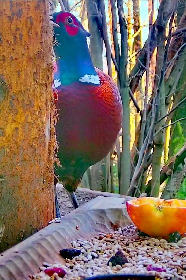 livebirdspoland_2653f7a9ce58f737a45ea69255475bb8.jpg