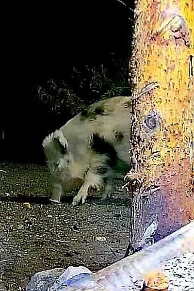 livebirdspoland_1a03c9f6ead952d2b5739aeef340e532.jpg