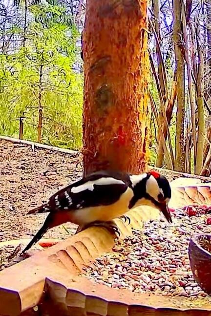 livebirdspoland_da111b4f832fd0f0ebfc51cc50677844.jpg