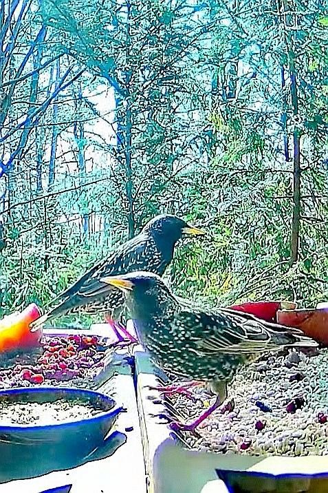 livebirdspoland_0b7760668bfe0940578450d696d7f998.jpg
