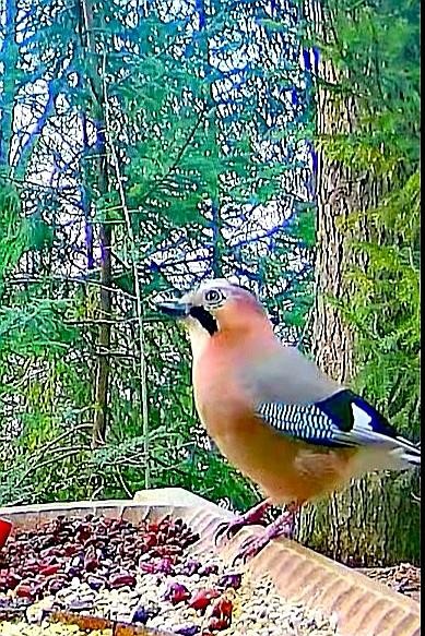 livebirdspoland_7facf7c641ef8ba4690801c05bad17b6.jpg