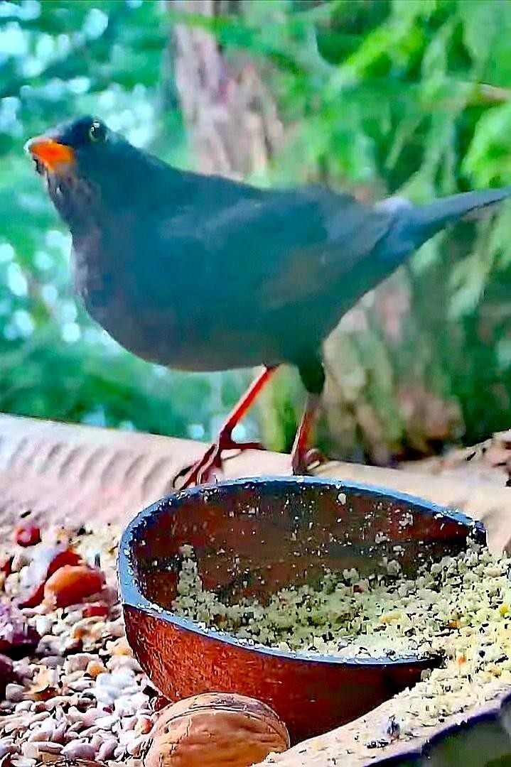 livebirdspoland_076f003e665b6ed64097cff8244a3ffb.jpg