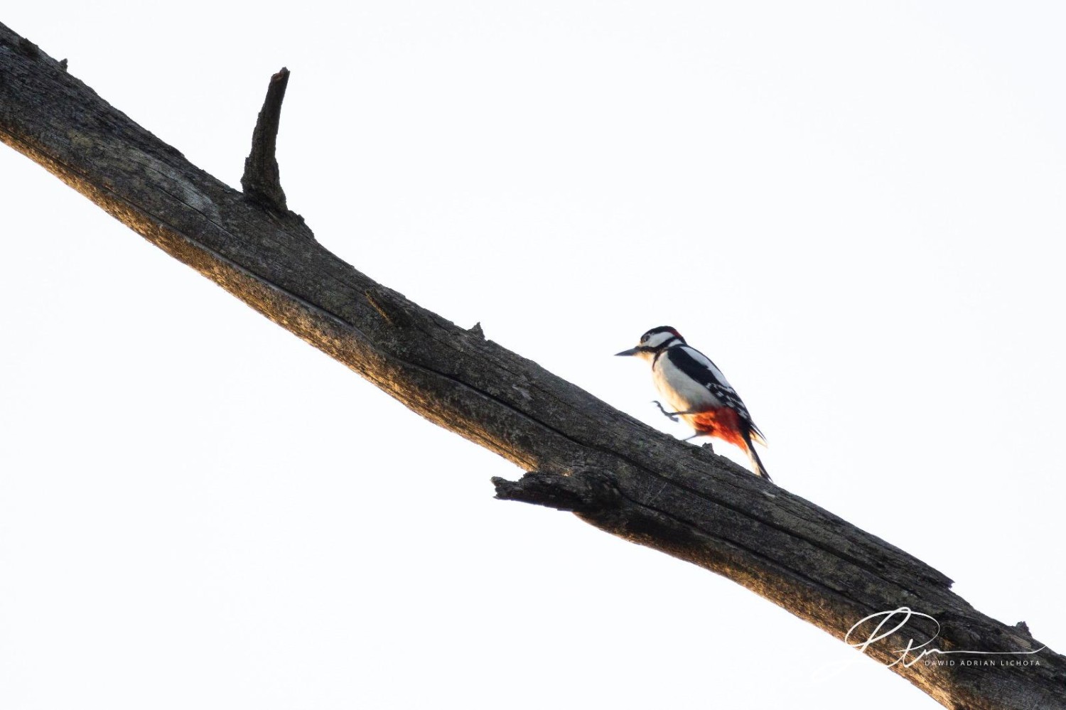 livebirdspoland_c88a8a3f476601f5463e6ed5997891f0.jpg