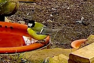 livebirdspoland_9b36091cb8d74dda58d82a1656a33b54.jpg