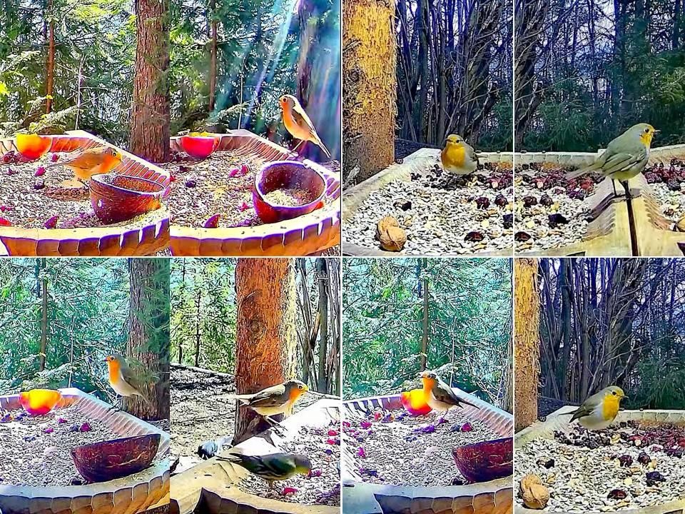 livebirdspoland_f6bf81a098ef169c708fe4e3197c77e3.jpg