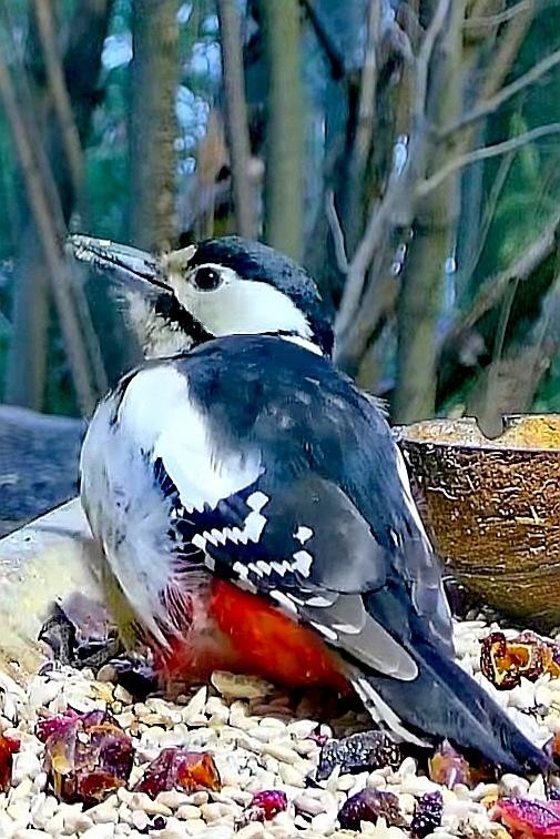 livebirdspoland_79452a5af88fbc7627266c702d5c516d.jpg