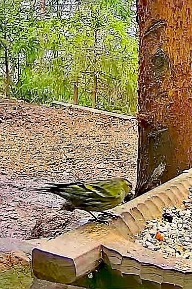 livebirdspoland_072504fd8f725c3039796cd4bdfb78c3.jpg