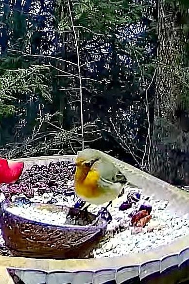 livebirdspoland_71ca2812b894a7334918151e2ba1f1b3.jpg