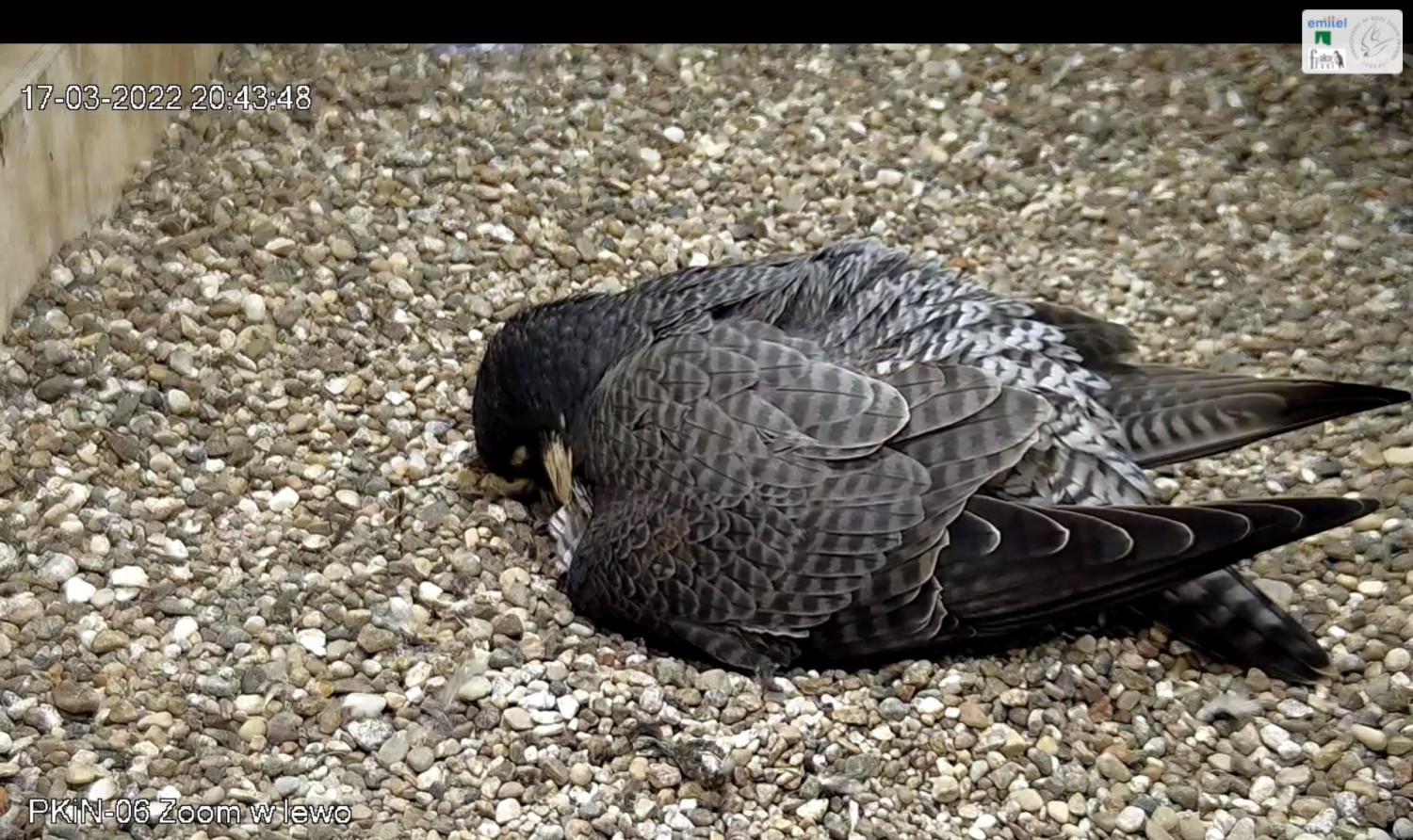 livebirdspoland_a5670960bee6ffe787fb4ee81113ecdc.jpg