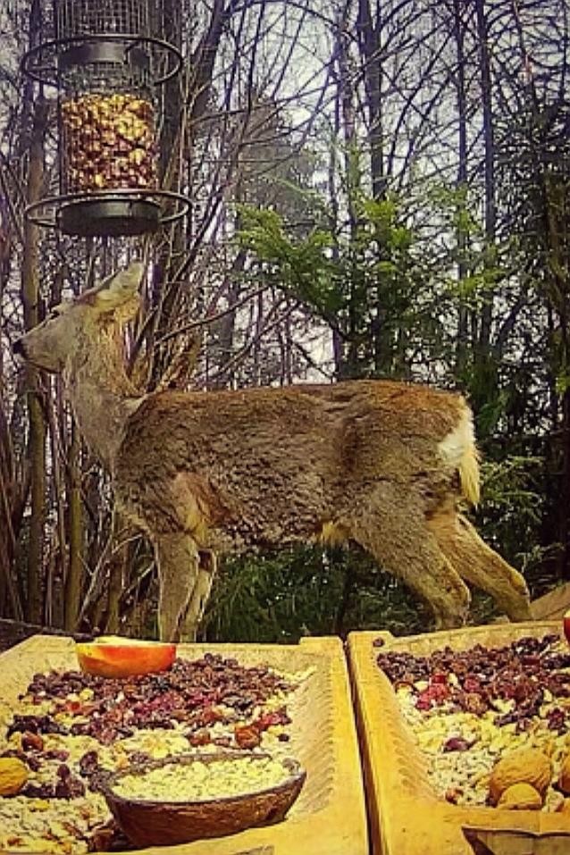 livebirdspoland_9f02934d3296ec14fcc9d7f13c7d7b69.jpg