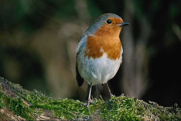livebirdspoland_03daeec709feafc711f5409dd14327bf.png