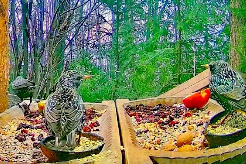 livebirdspoland_5a178ebcfedaa0a8529d149a036b0c38.jpg