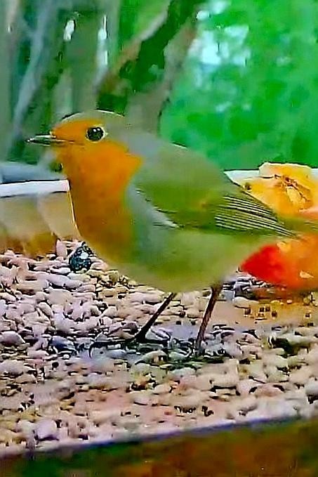 livebirdspoland_07baa52bc2bc5fb3f0b750672887568f.jpg