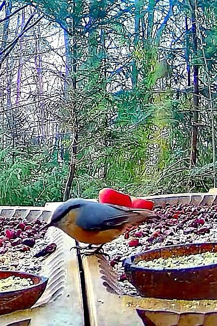 livebirdspoland_7996ee0fe474e8e5e252d4413359e677.jpg