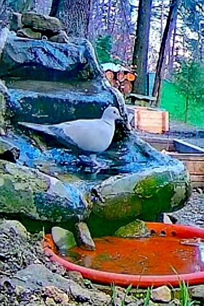 livebirdspoland_59d490763cb6809d4a79fedab4ca9e11.jpg