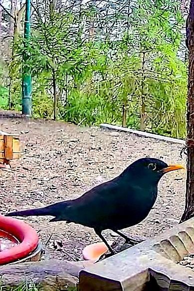 livebirdspoland_7f0df3c7e1459fac17d6bb056a28157e.jpg