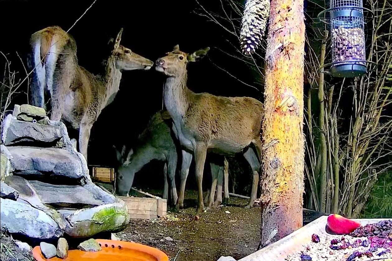 livebirdspoland_3bbc4a17e062e14fae9f329524b7d162.jpg