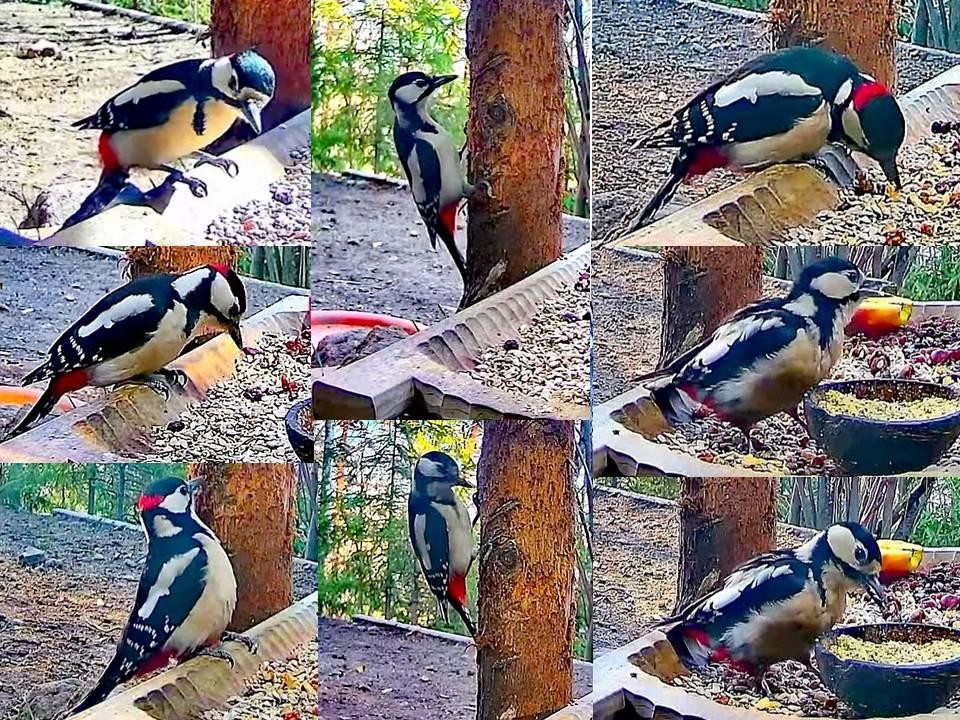 livebirdspoland_4379e4acfd3f7c0366ca197bc6bbd4a4.jpg