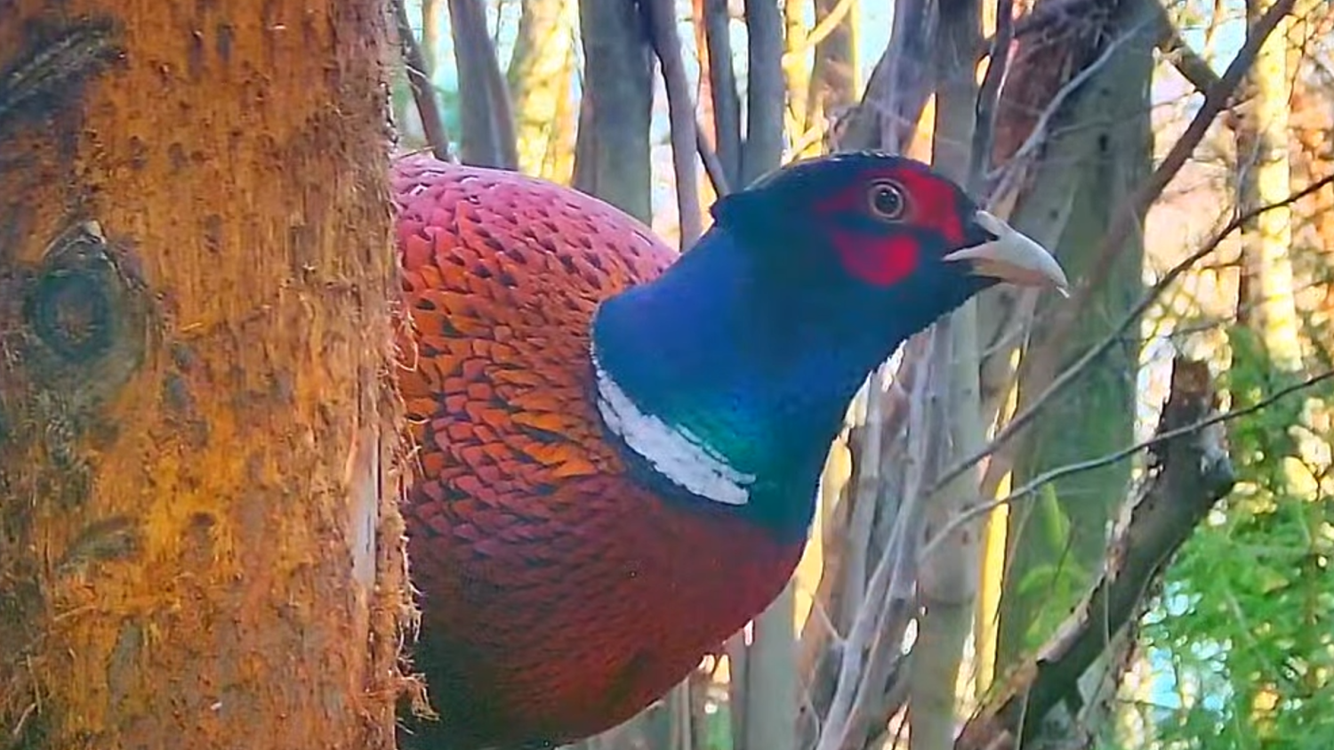 livebirdspoland_9d23bed2082745b3bde30187f49fa034.png