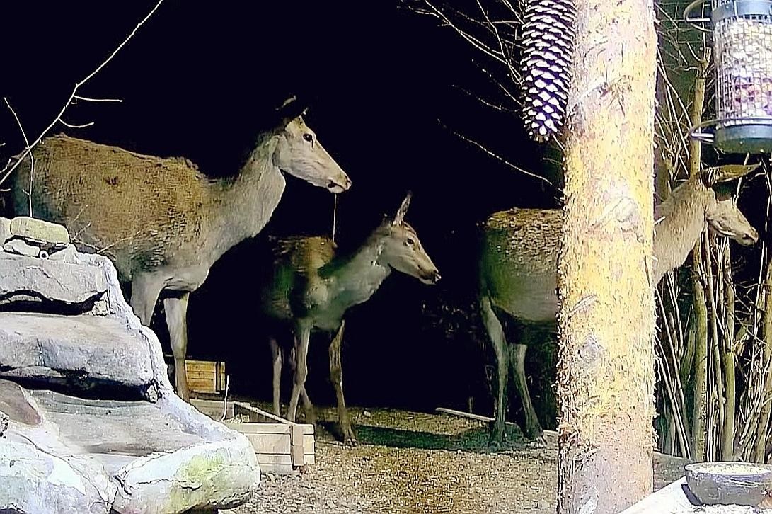 livebirdspoland_dafee2efcd7c4c2c0e7ae87957e1905e.jpg