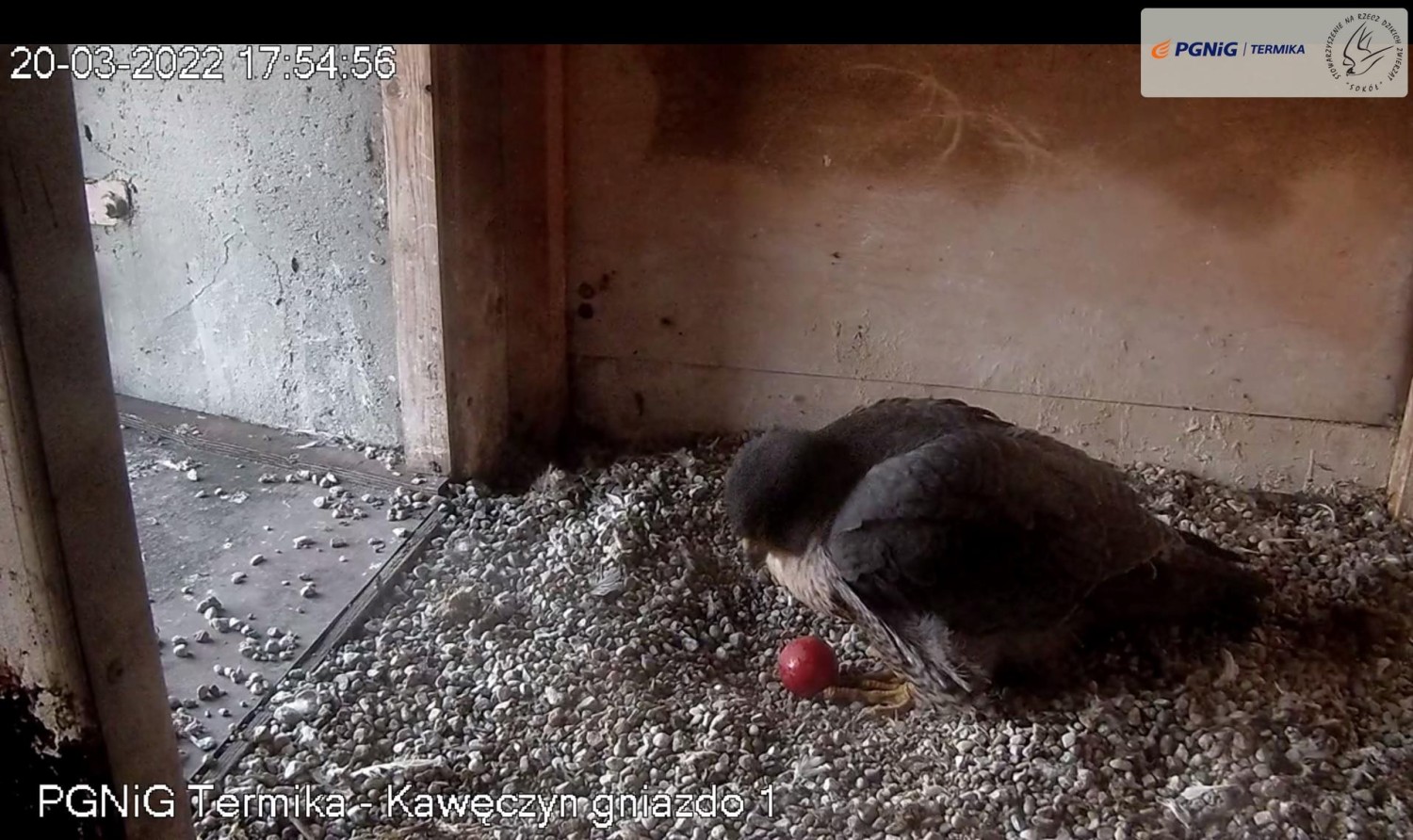 livebirdspoland_75cf9d578c6fd138f9b52baa72244e60.jpg