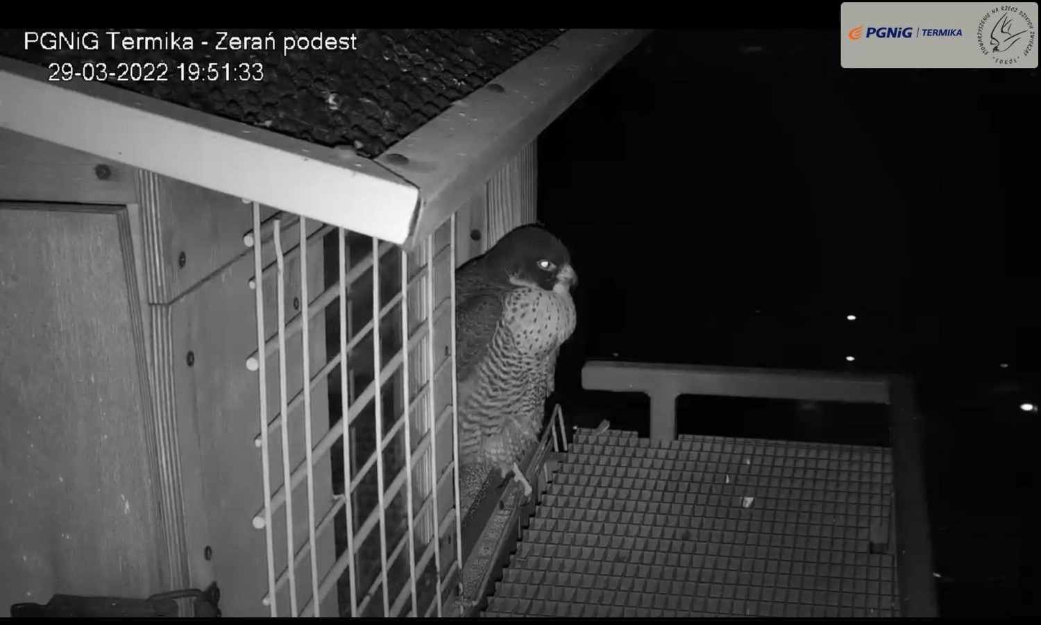 livebirdspoland_fd55bec0e4bc96cce7f4d2976109aa7a.jpg