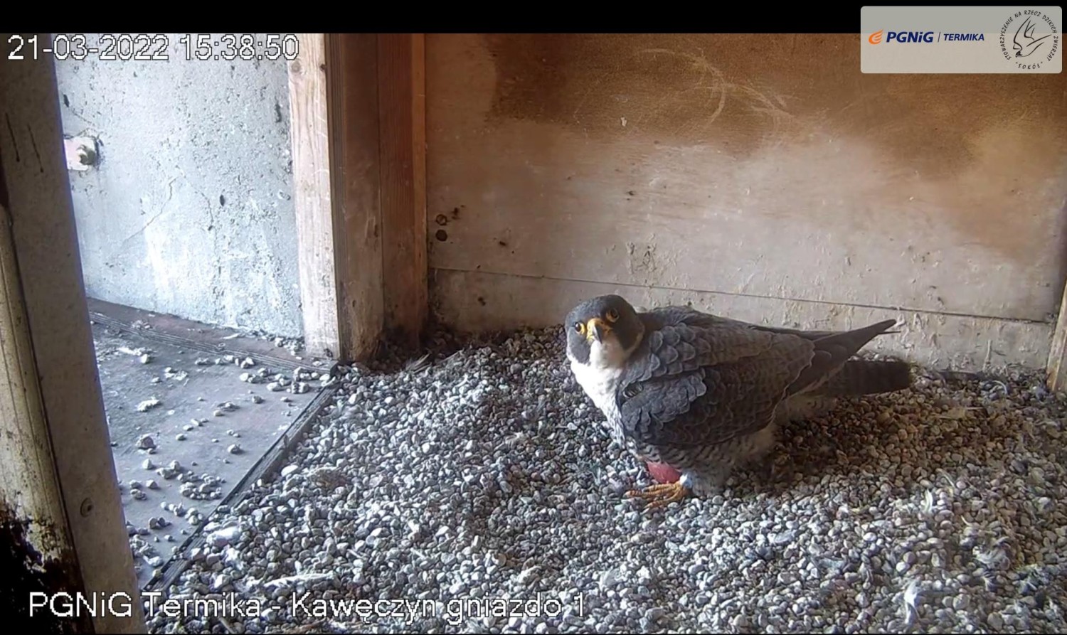 livebirdspoland_df16b47958a3e1b13da3a037300caab9.jpg