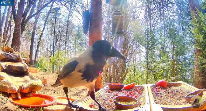 livebirdspoland_67f8816b15a1cd4426b478648182d237.jpg
