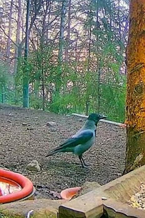 livebirdspoland_97707d45fd7b80b5f80a272e2d794d46.jpg