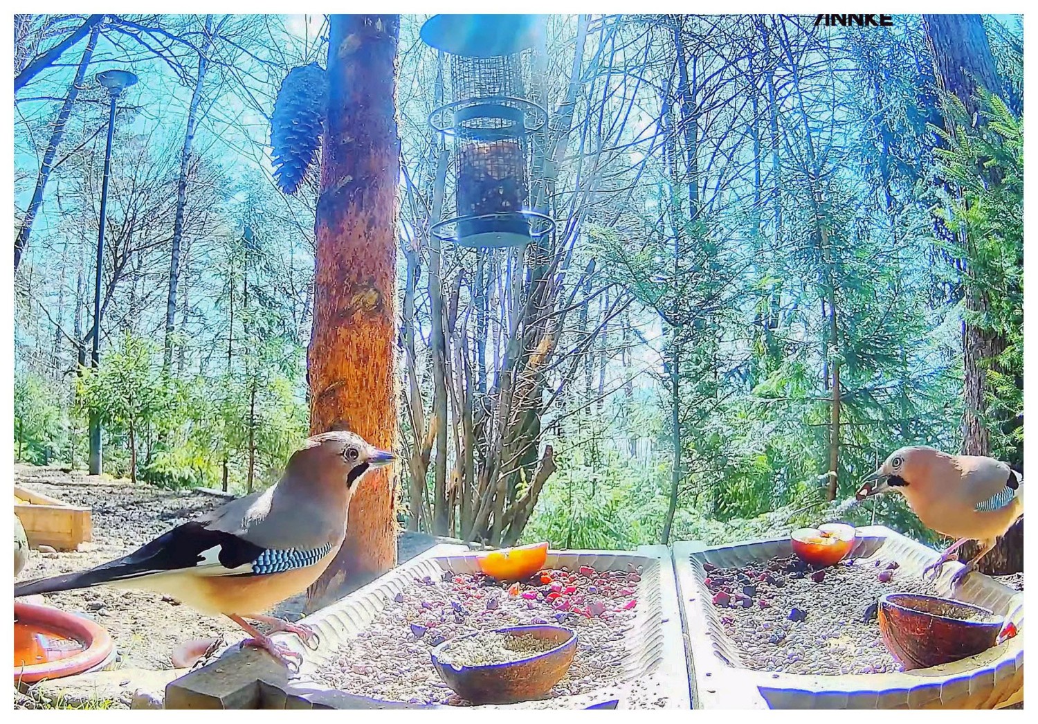 livebirdspoland_ce03df32d33778253fb79fc32ec05633.jpg