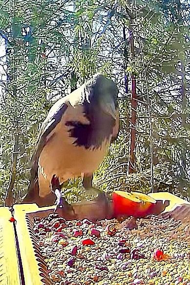 livebirdspoland_686271b0c2e257687e0f8041c178f38e.jpg