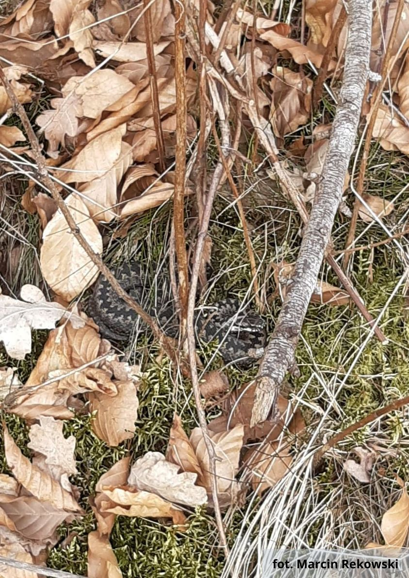 livebirdspoland_5b2d91d5518bf7f64f7d71ce78f1e4f5.png