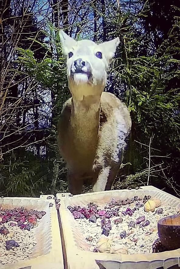 livebirdspoland_d0bcf06b2431772f5e24f8280ac8a6db.jpg