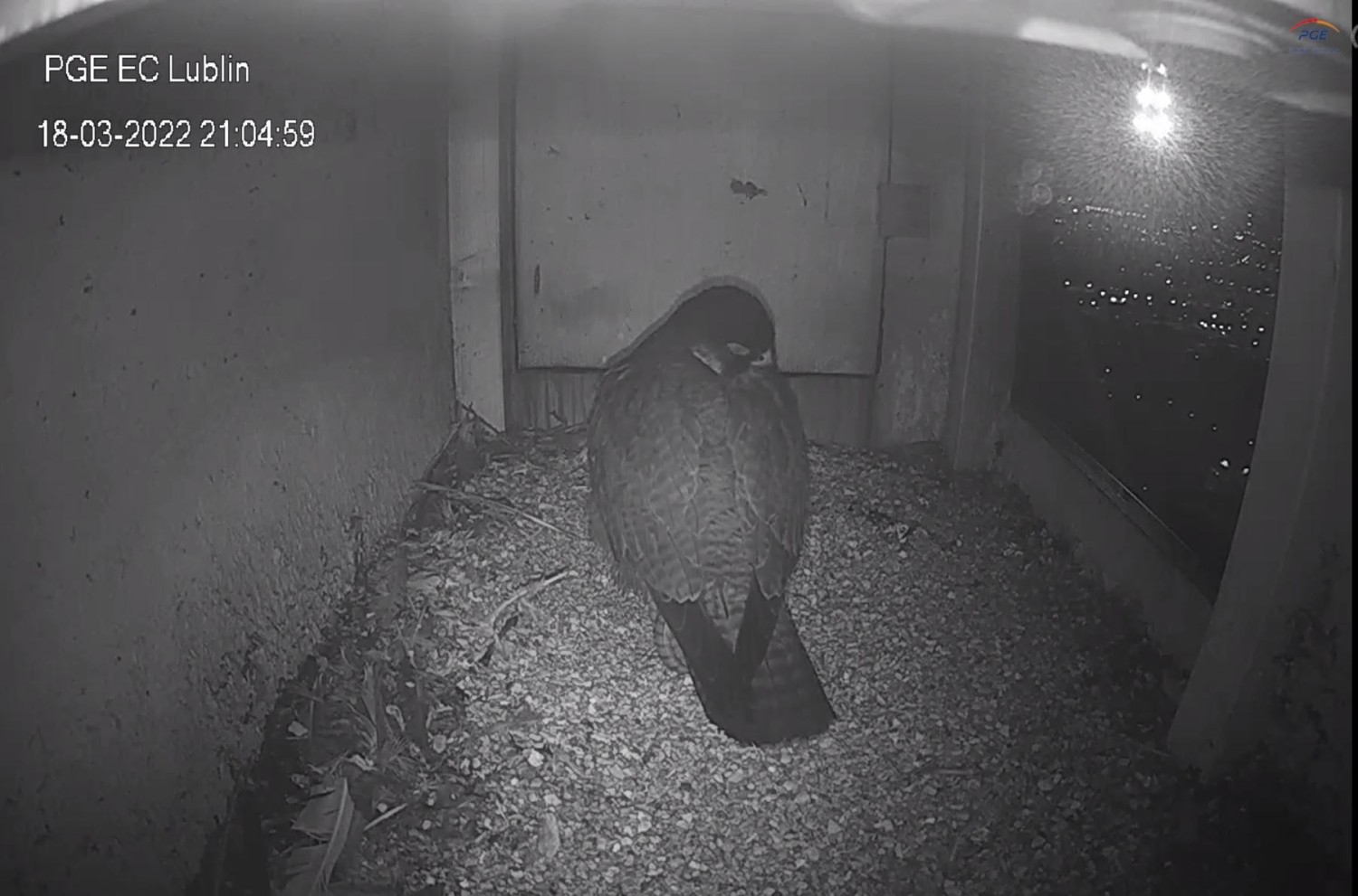 livebirdspoland_eb74b12bd7508b3d059f4d723c15a573.jpg