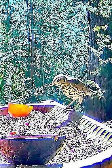 livebirdspoland_bc6ccf7c504ba0d2f42f50ea700102e3.jpg