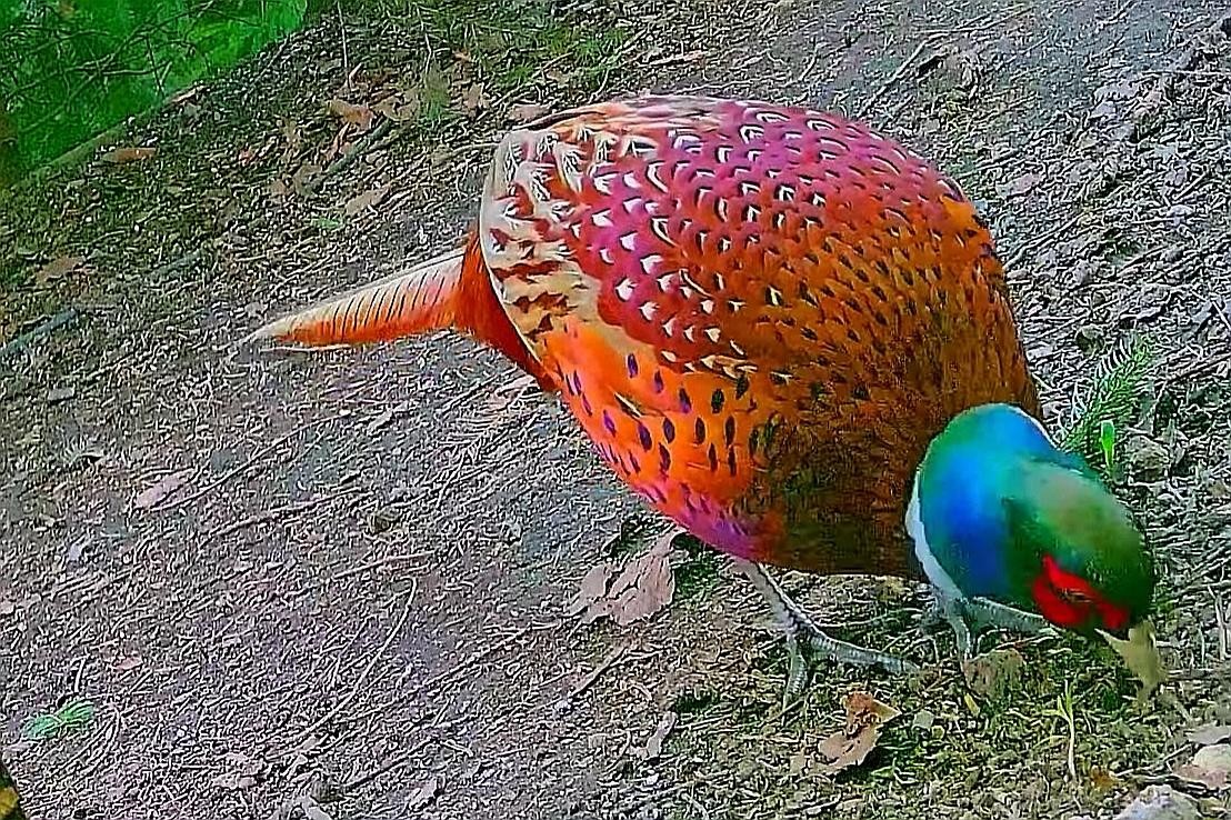 livebirdspoland_fae303233348bb7072c277e925da615b.jpg