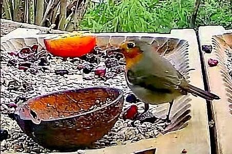 livebirdspoland_b4d9e85f0f510d3d18fa85ecde72e7d2.jpg