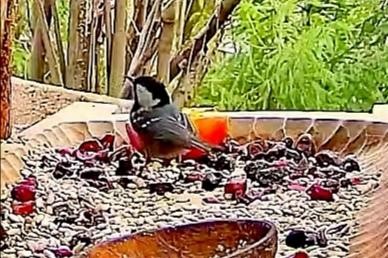 livebirdspoland_0b115d29a37e883cb94eef46cb919666.jpg