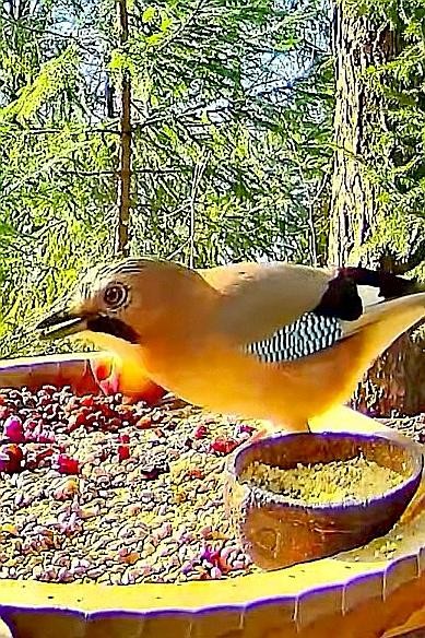 livebirdspoland_9bbf643a152f475be14467411ecf95b2.jpg