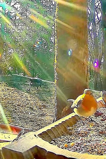 livebirdspoland_c3876ffa04e14883fc5621aa6ca58864.jpg