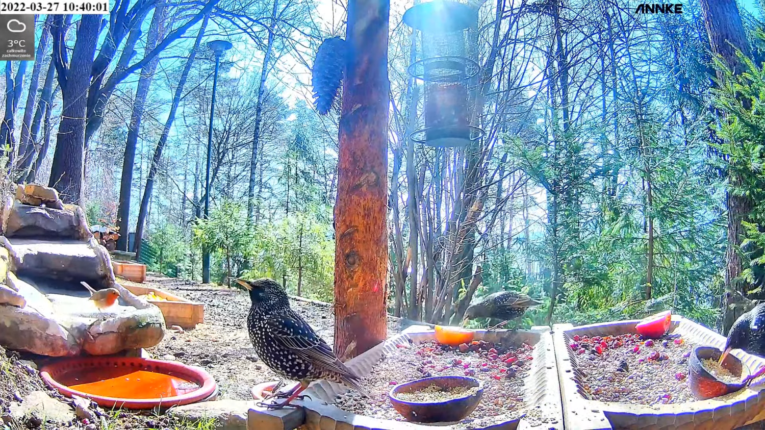 livebirdspoland_9117292df5778d54bb325e529edd6c7c.png