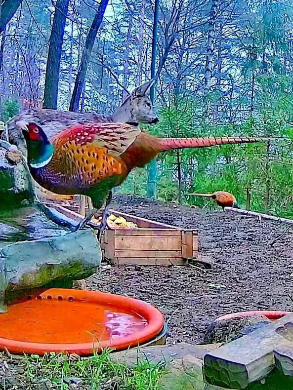 livebirdspoland_a9b6d33c3644c9b092b2eb83b271d690.jpg