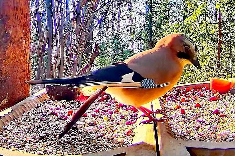 livebirdspoland_e161ef9f53de90b3264ff278d8ca6c36.jpg