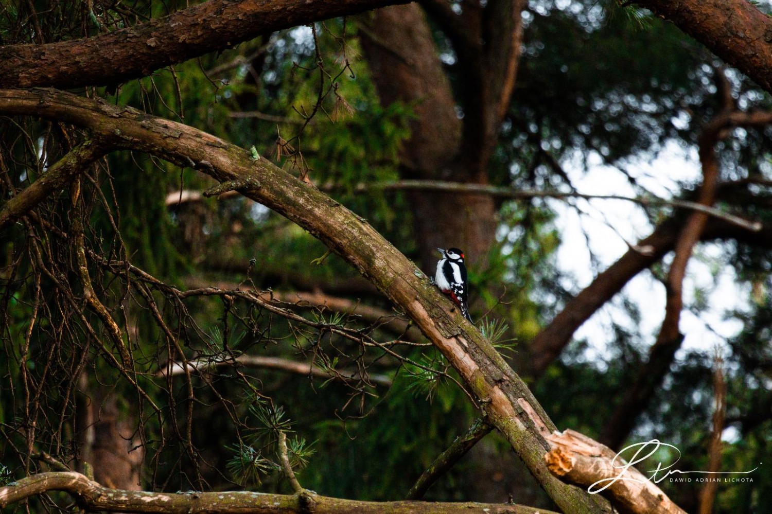 livebirdspoland_a04db4b1f6aacea172583e2bb7f84d3c.jpg