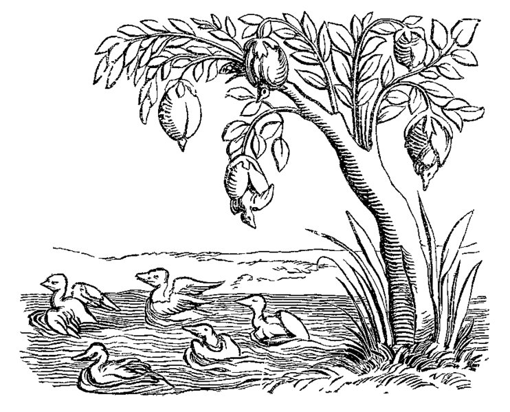 livebirdspoland_d5443a05af0b3ded076bad9d47567c09.png