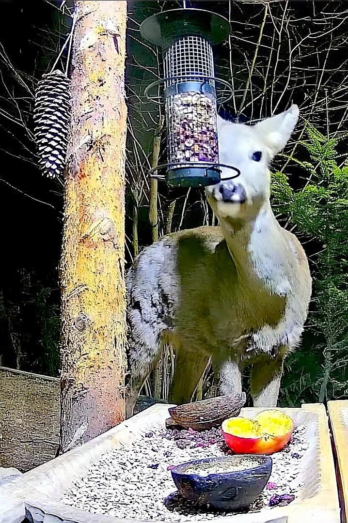 livebirdspoland_b1ccb23bee85bcdd33f72002433b4898.jpg
