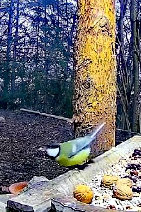 livebirdspoland_38144c49af4411ea8415565022a8caac.jpg