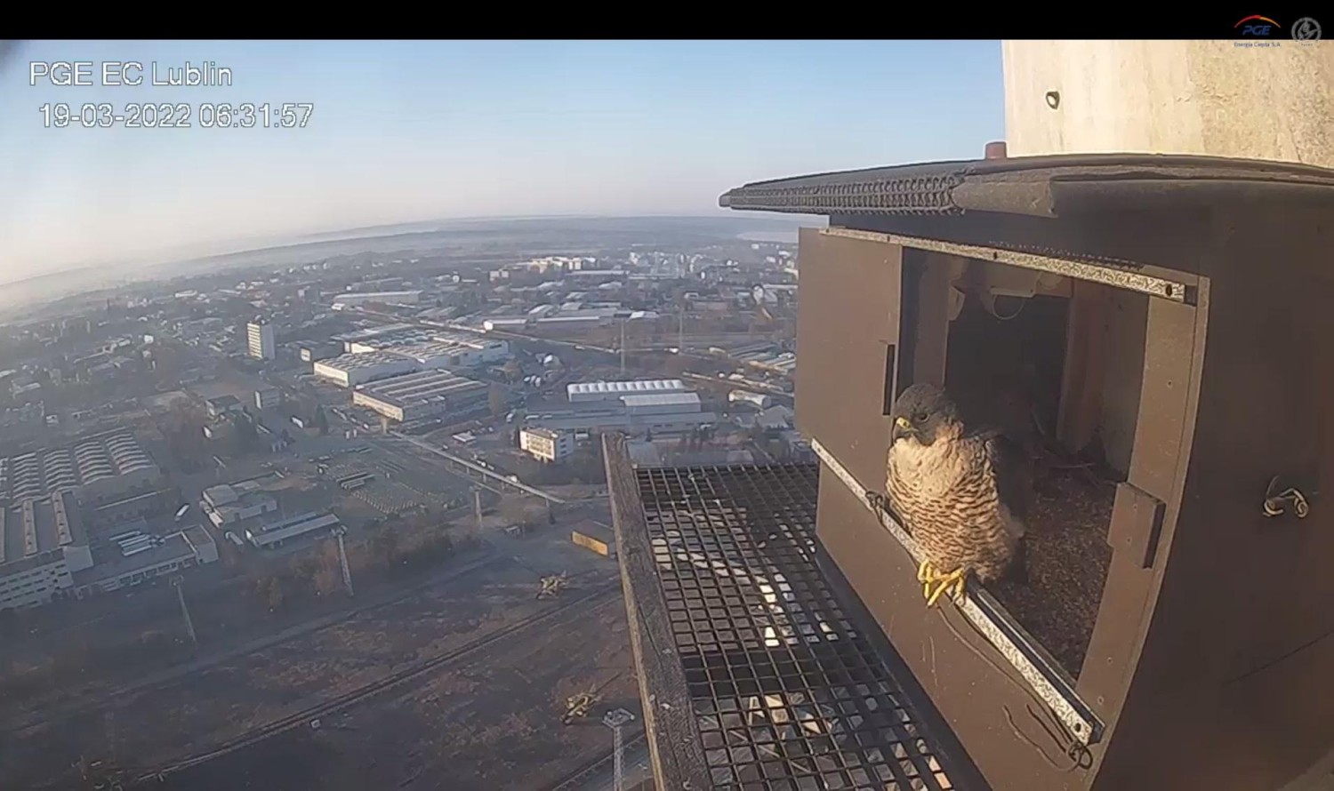 livebirdspoland_7655c9c3ab36c53279e1cbd73fa43404.jpg